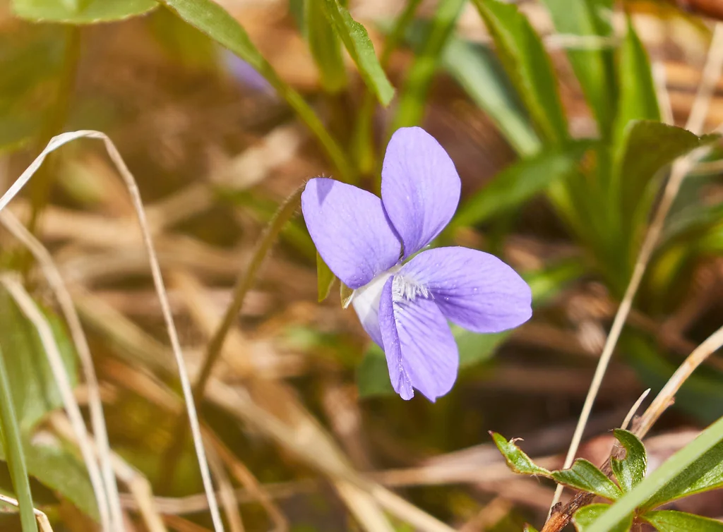 Viola Sororia