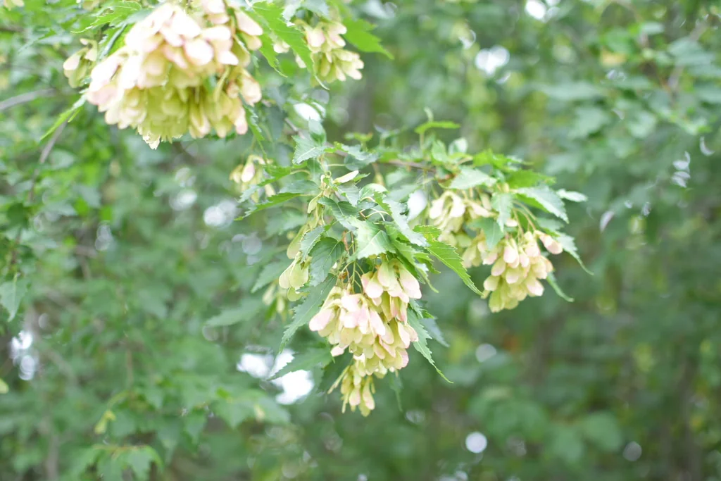 Acer Ginnala