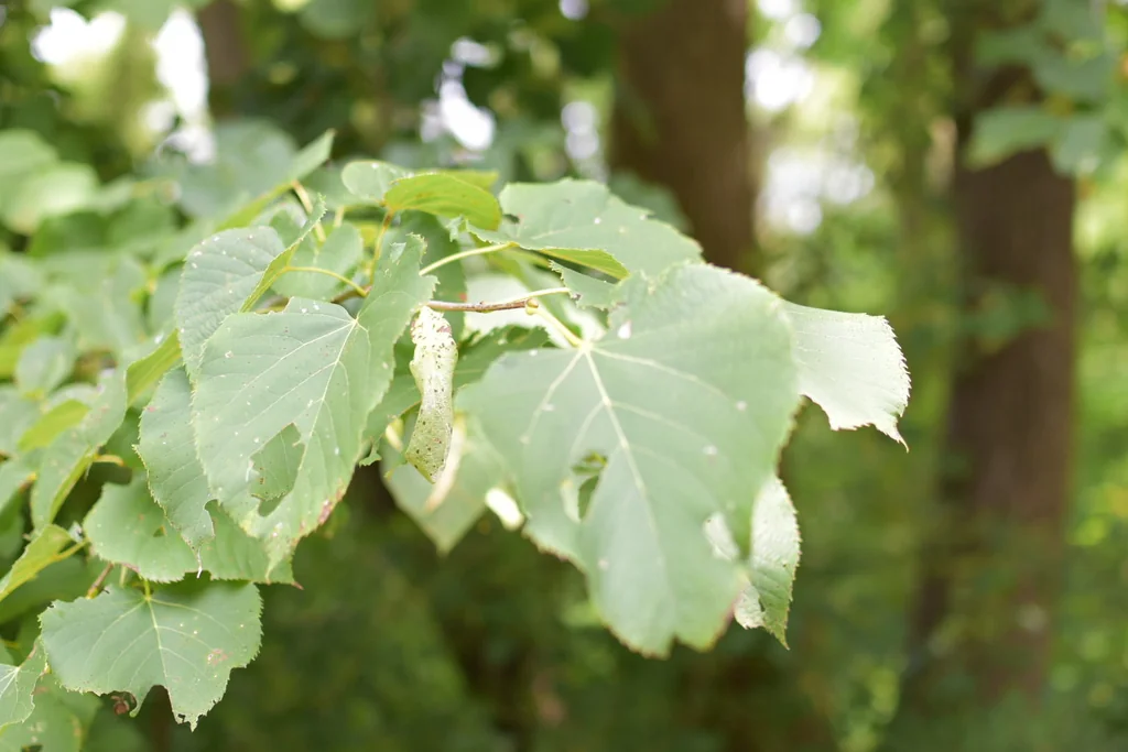 Tilia Americana