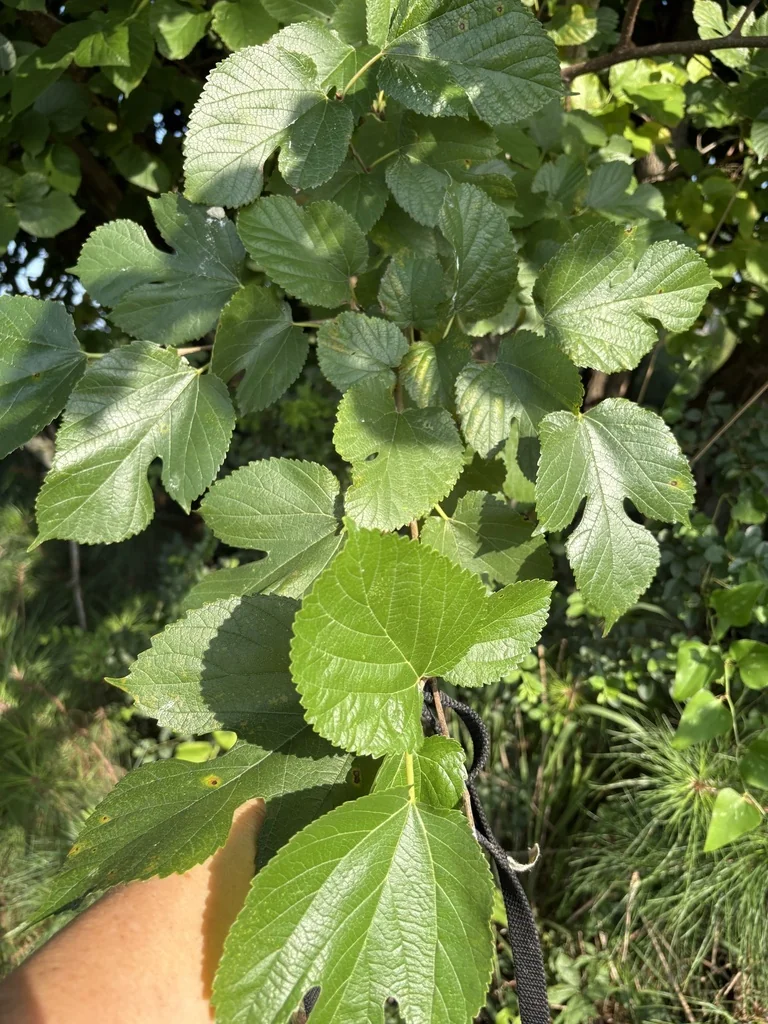 Morus Rubra