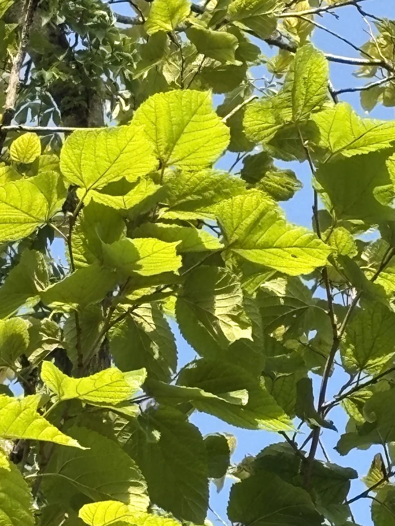 Morus Rubra