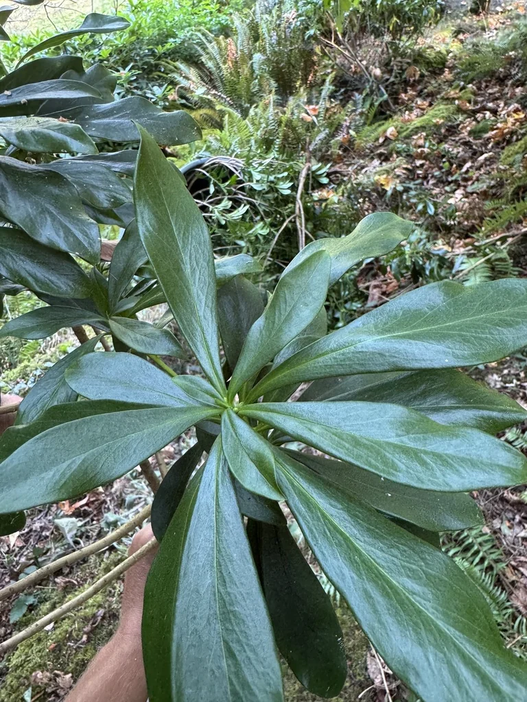 Daphne Laureola