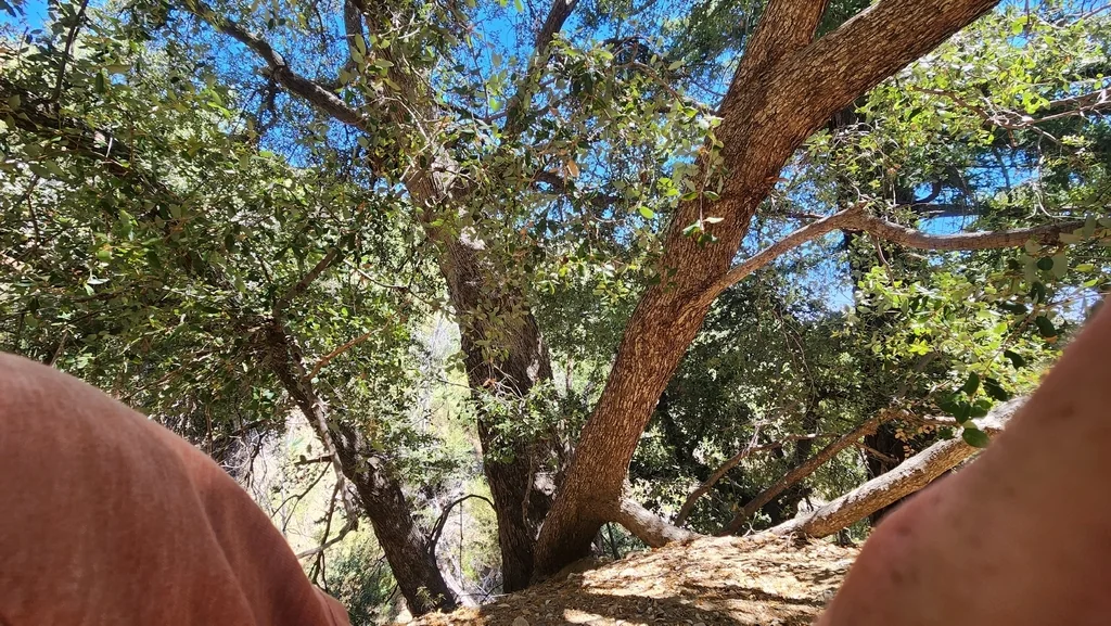 Quercus Chrysolepis