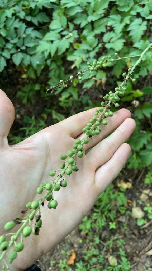 Actaea Racemosa
