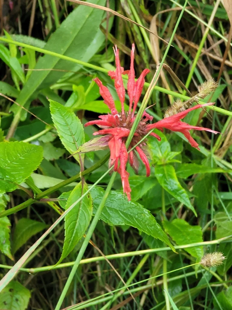 Monarda didyma