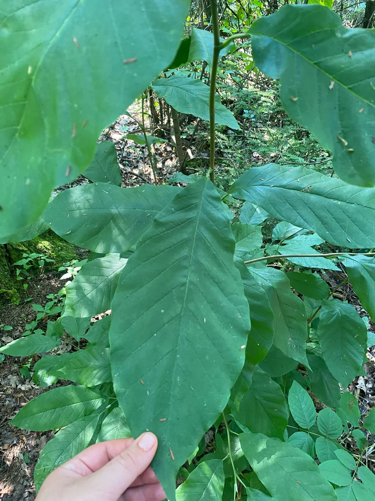 Magnolia Acuminata