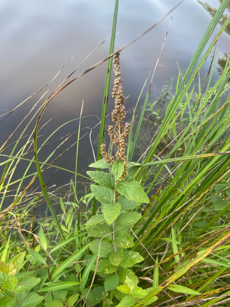 Spiraea Tomentosa