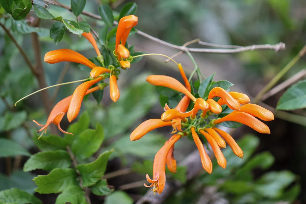 Pyrostegia Venusta