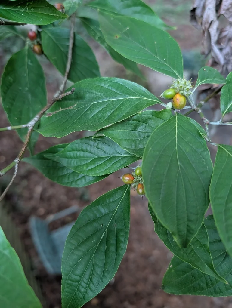 Cornus Florida