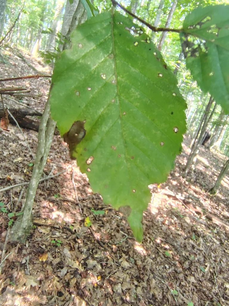 Carpinus Caroliniana