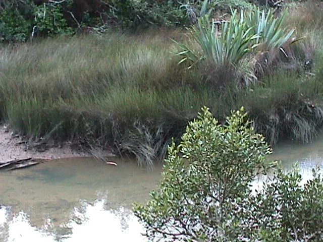 Phormium Tenax