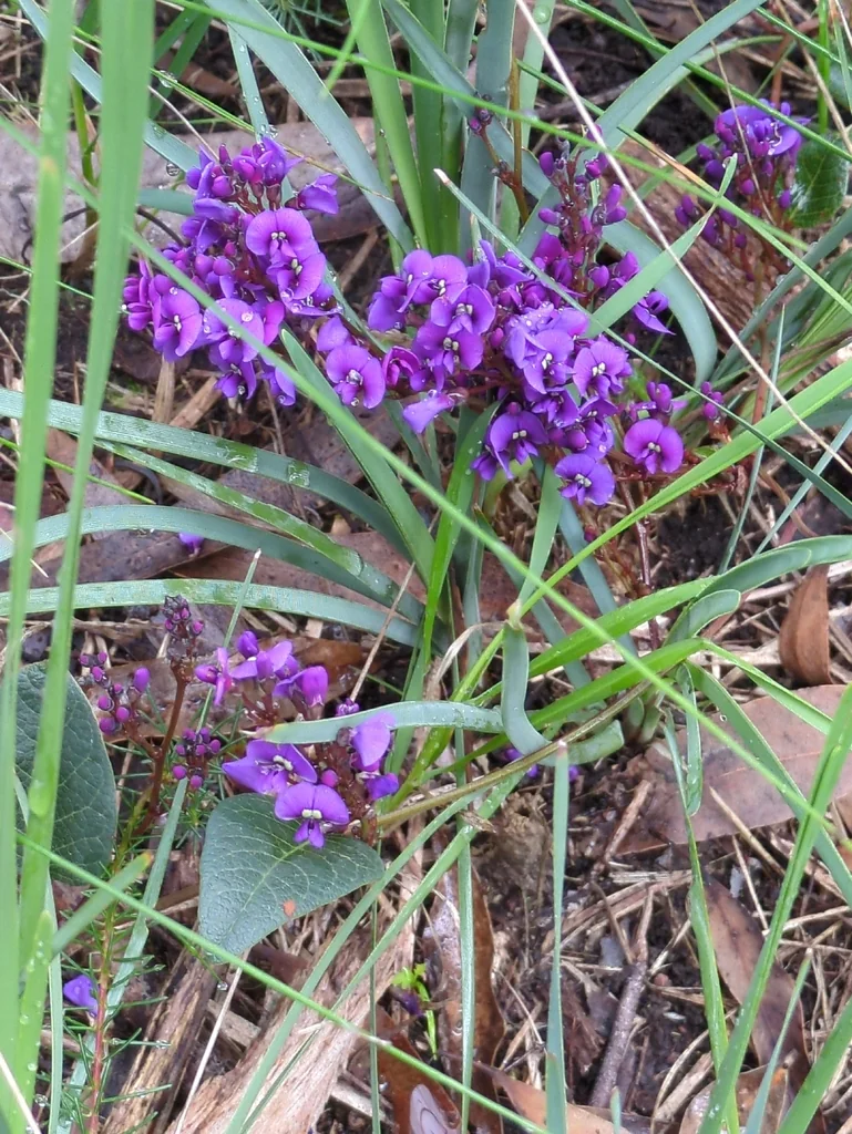 Hardenbergia Violacea
