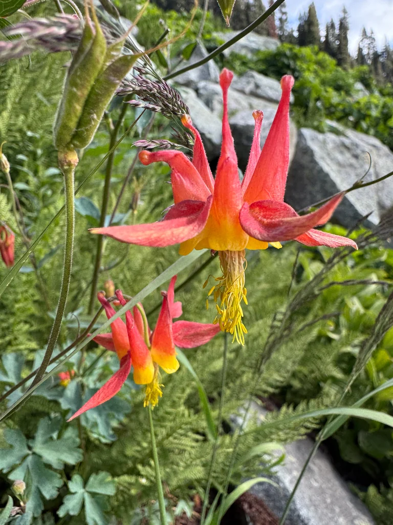 Aquilegia Formosa