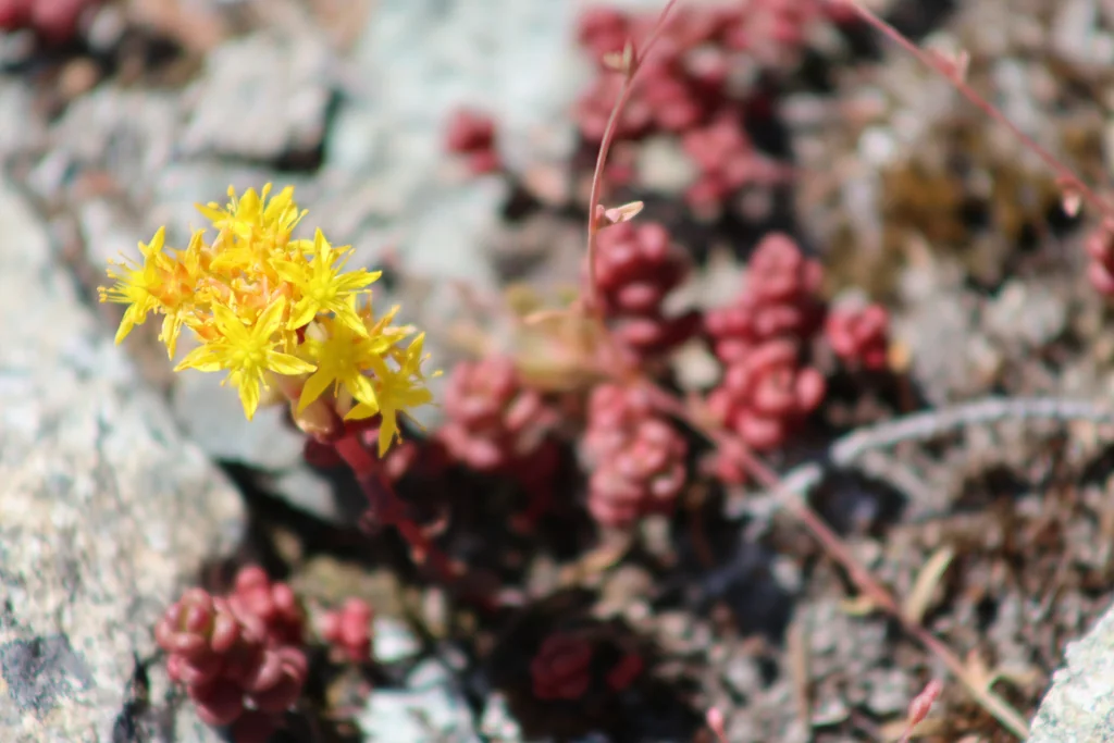 Sedum Divergens