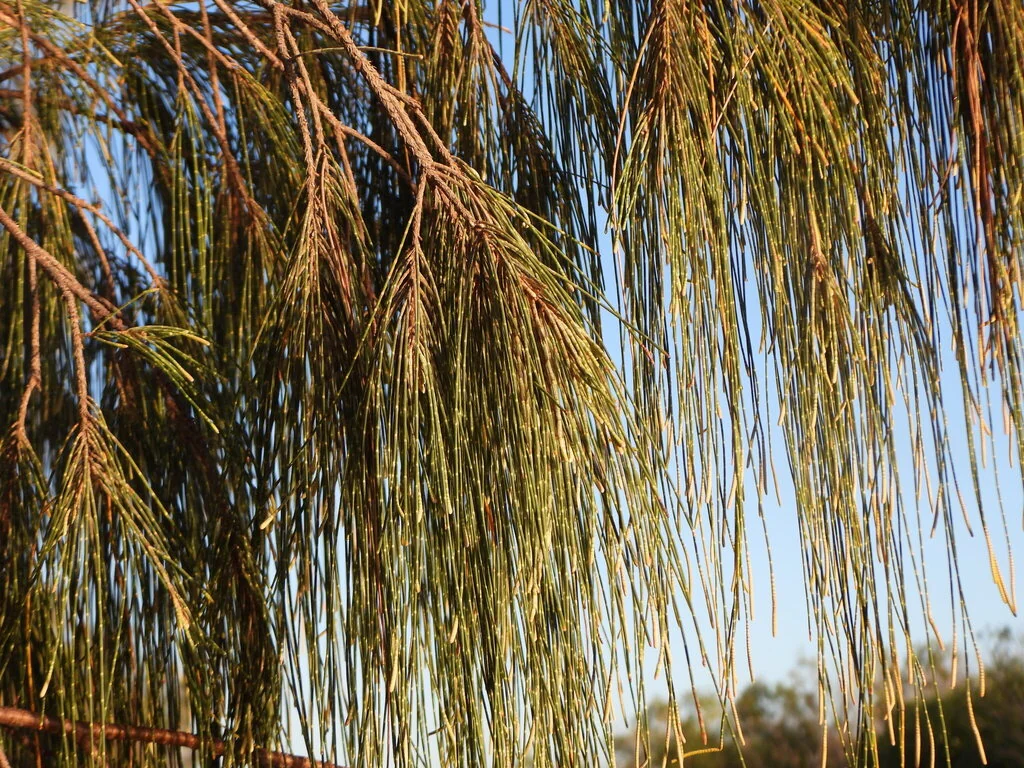 Casuarina Equisetifolia