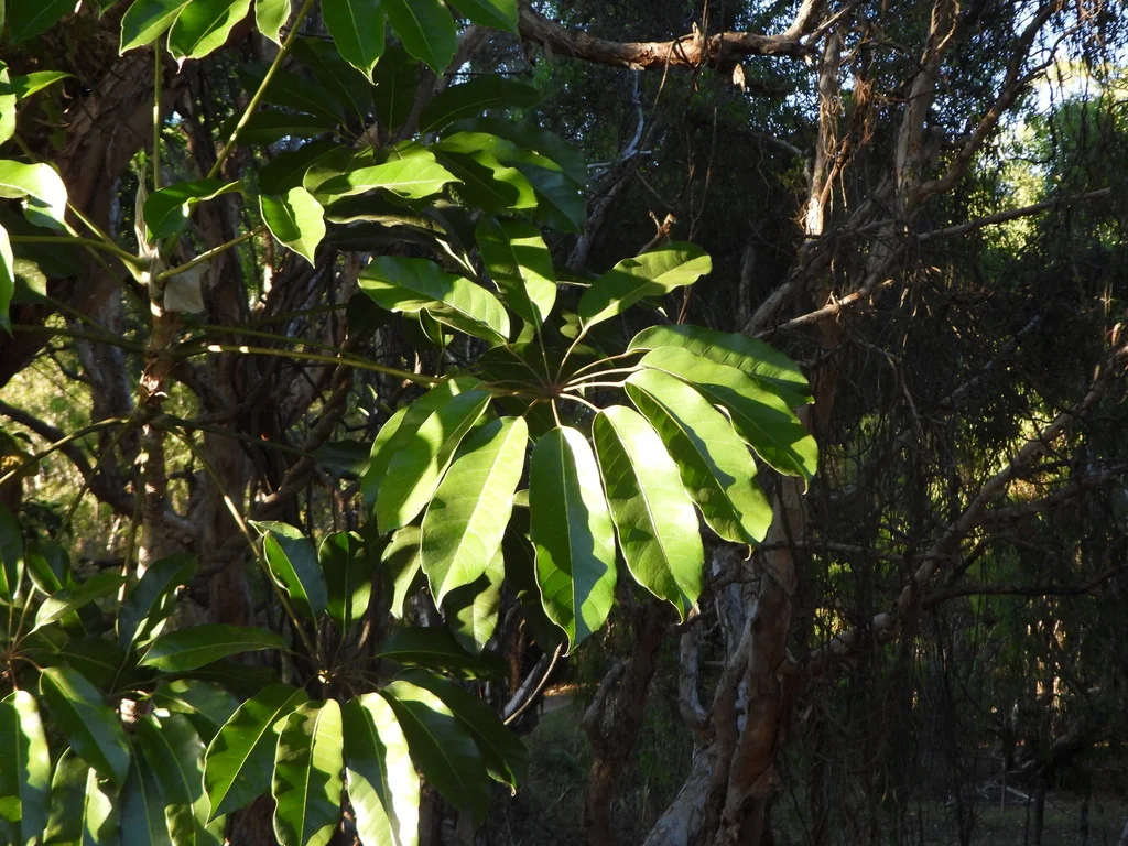 Schefflera Actinophylla