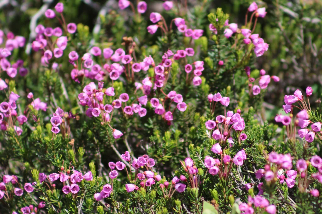Phyllodoce Empetriformis