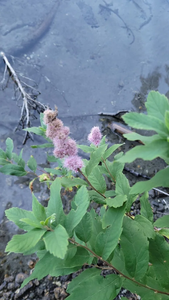 Spiraea Douglasii