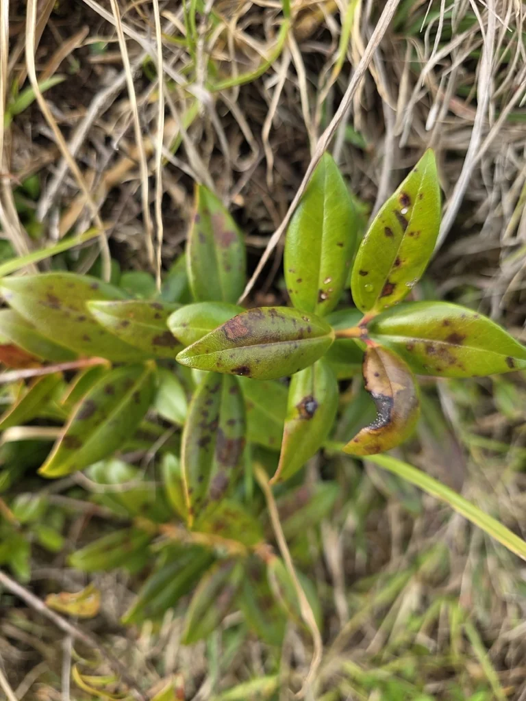 Metrosideros Excelsa