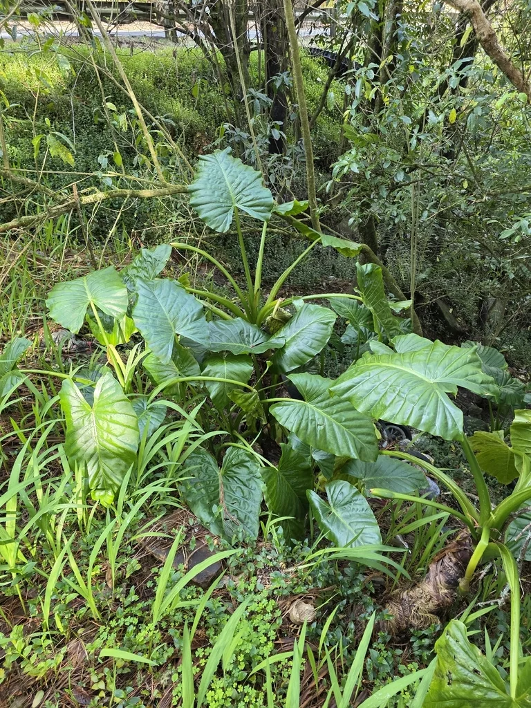 Alocasia amazonica