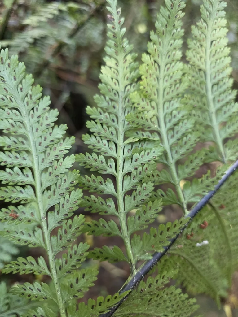 Asplenium Bulbiferum