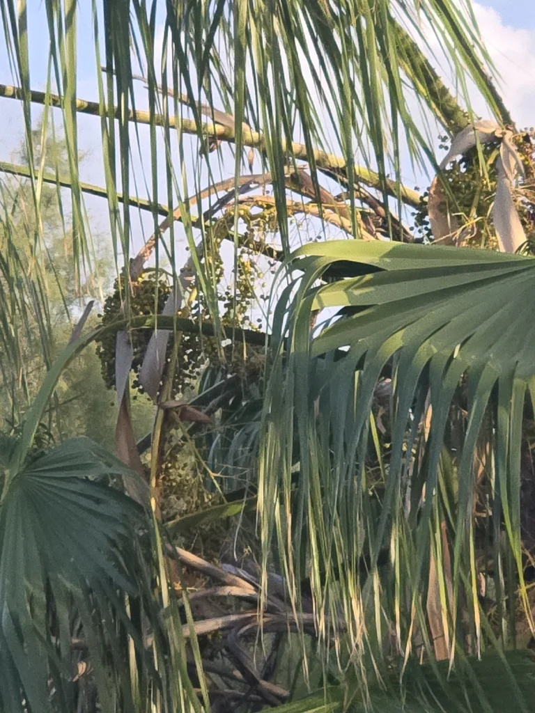 Washingtonia Robusta