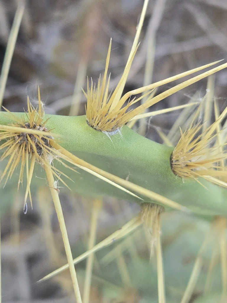Opuntia Lindheimeri