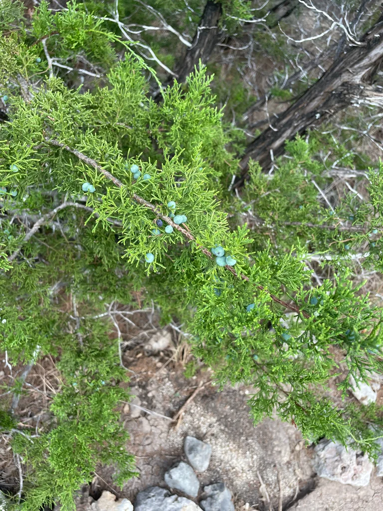 Juniperus Ashei
