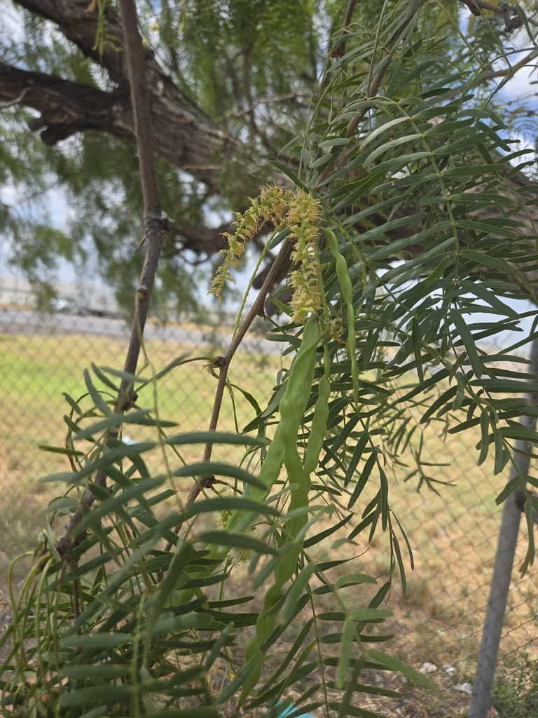 Prosopis Glandulosa