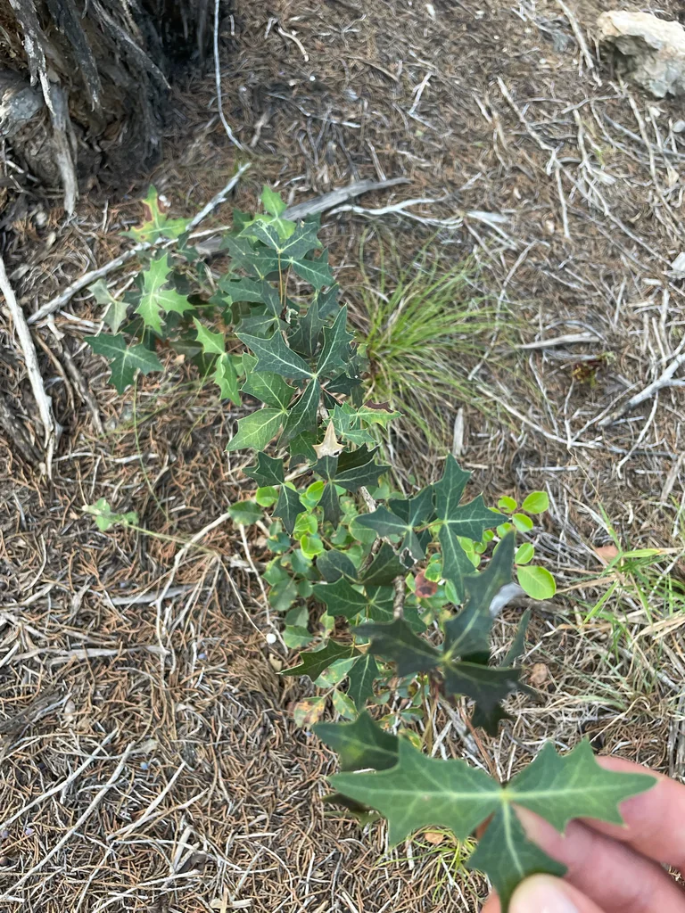 Berberis Trifoliolata