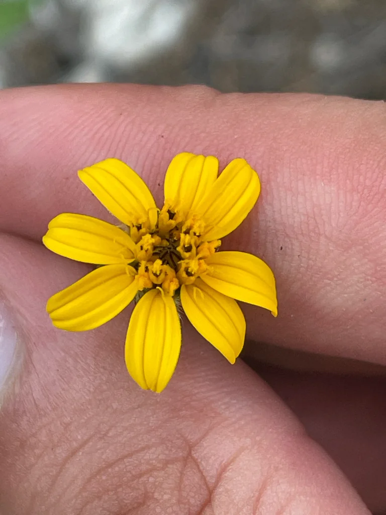 Zexmenia Hispida
