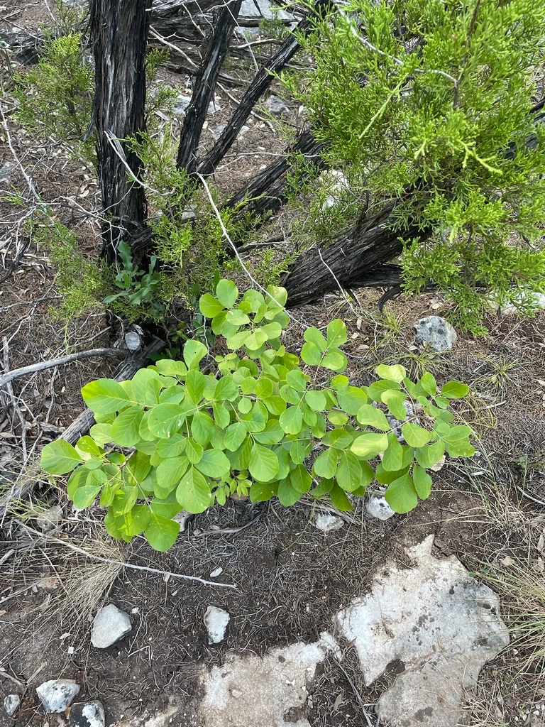 Fraxinus Texensis