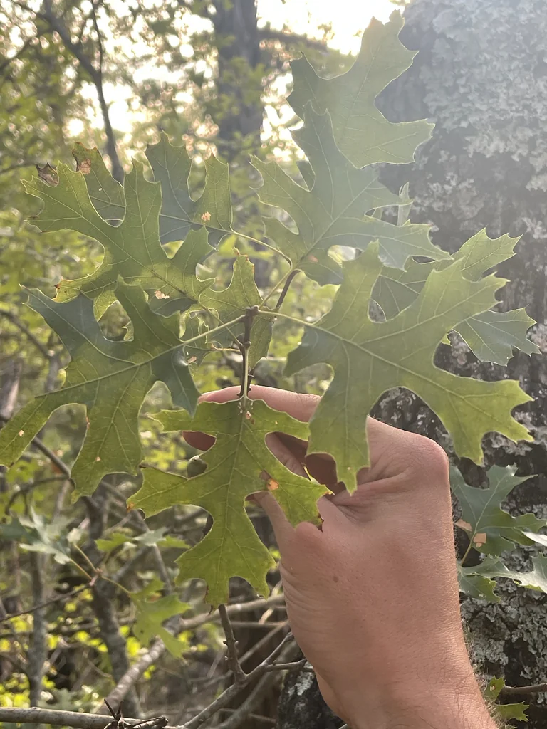 Quercus Buckleyi