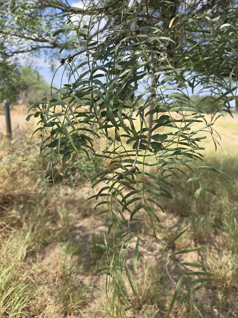 Prosopis Glandulosa