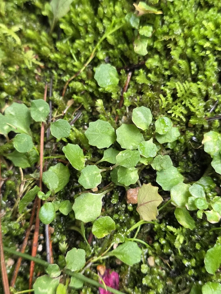 Pratia Angulata