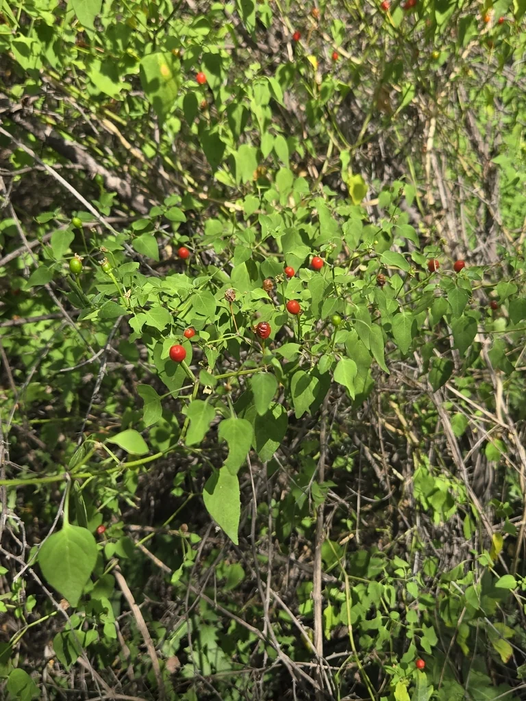 Capsicum annuum
