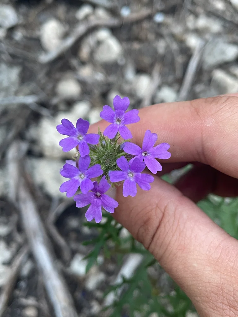Glandularia Bipinnatifida