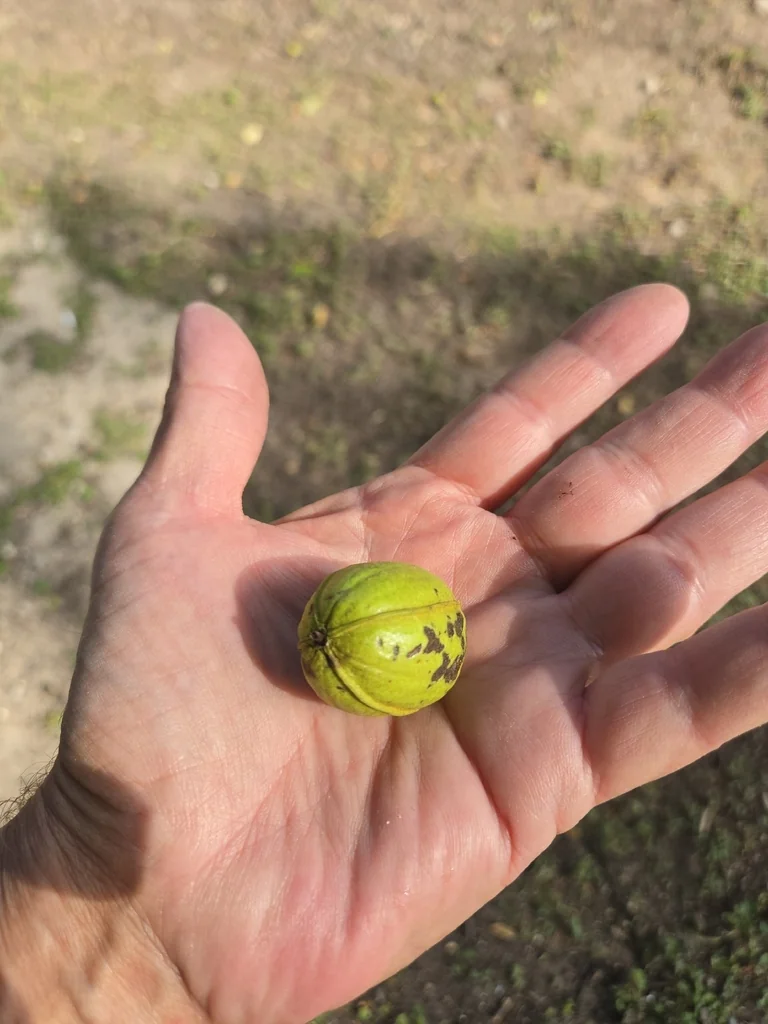 Carya illinoinensis