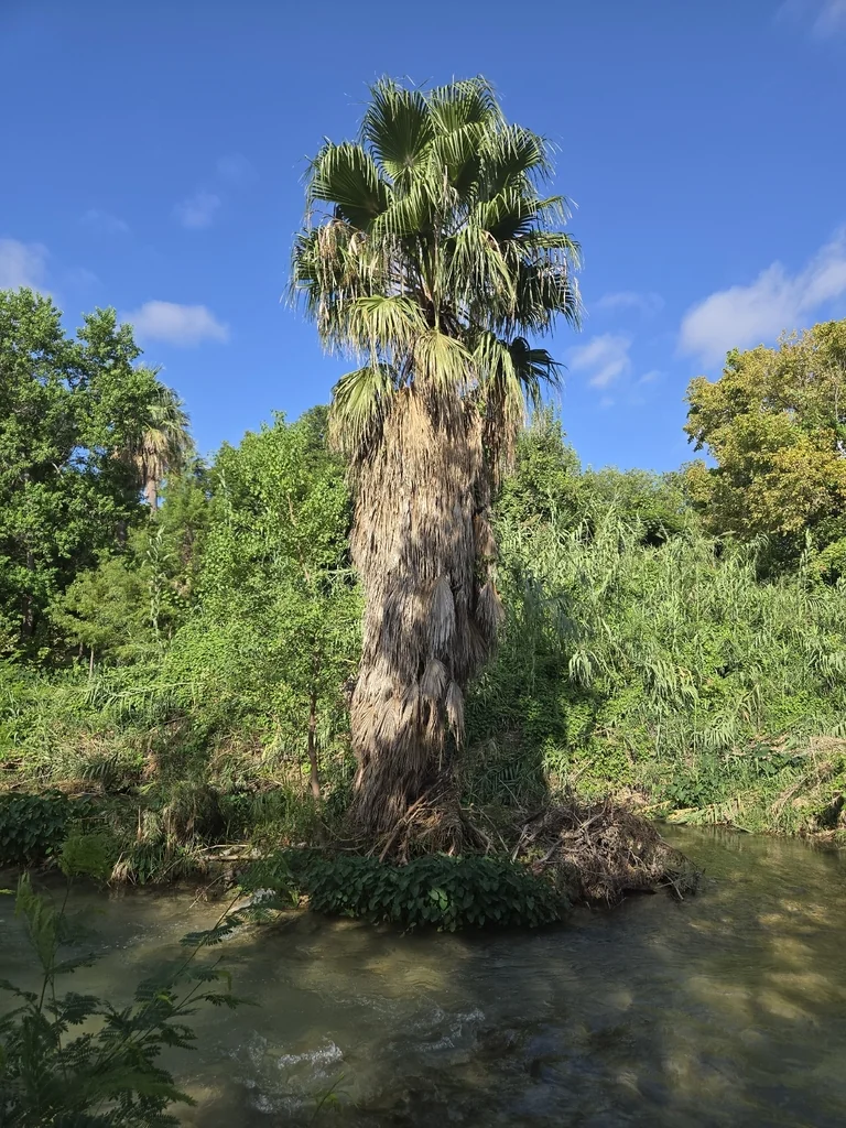 Washingtonia Robusta