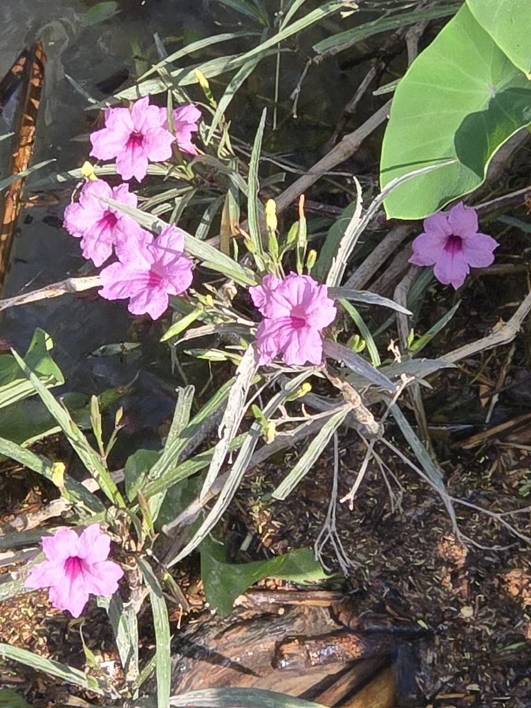 Ruellia Brittoniana