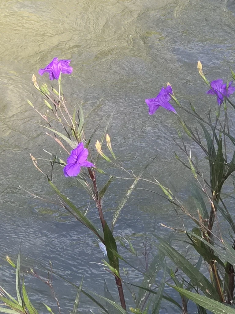 Ruellia Brittoniana
