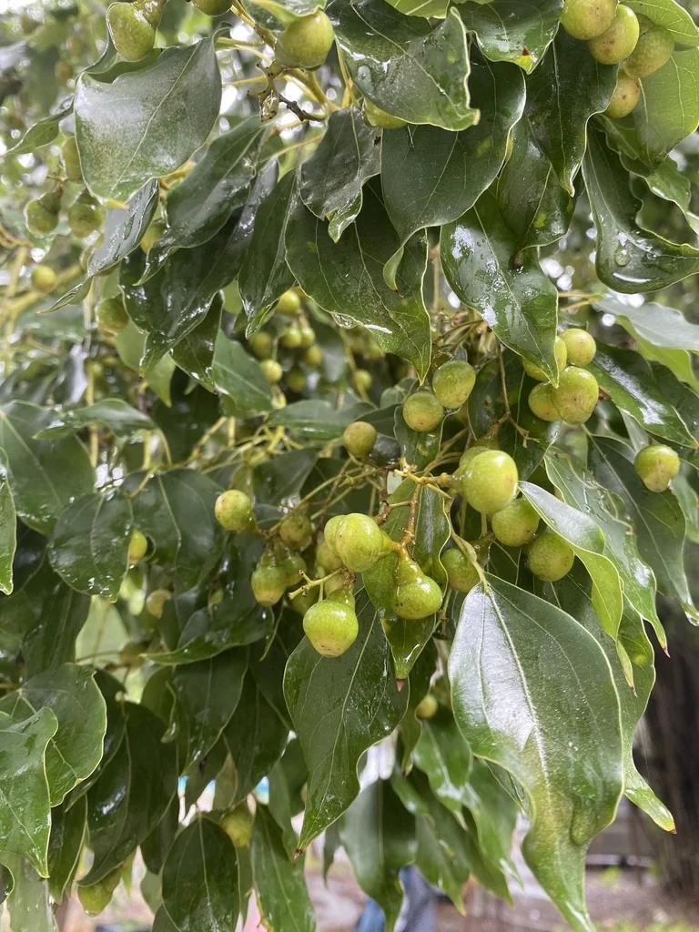Cinnamomum Camphora