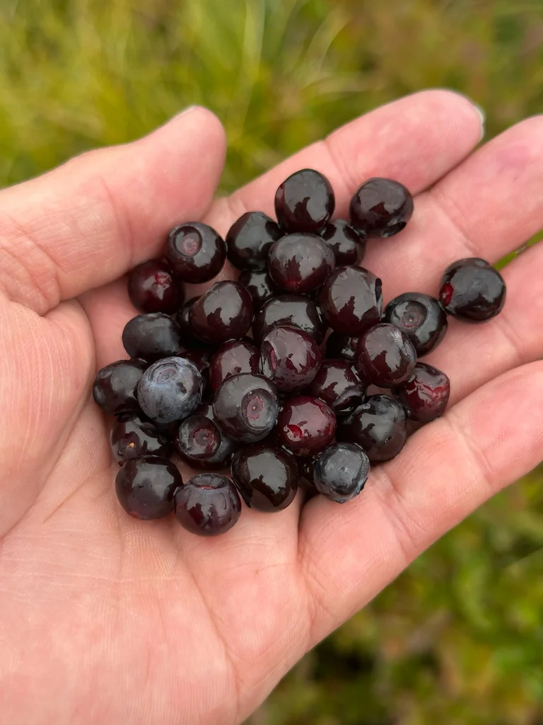 Vaccinium Membranaceum