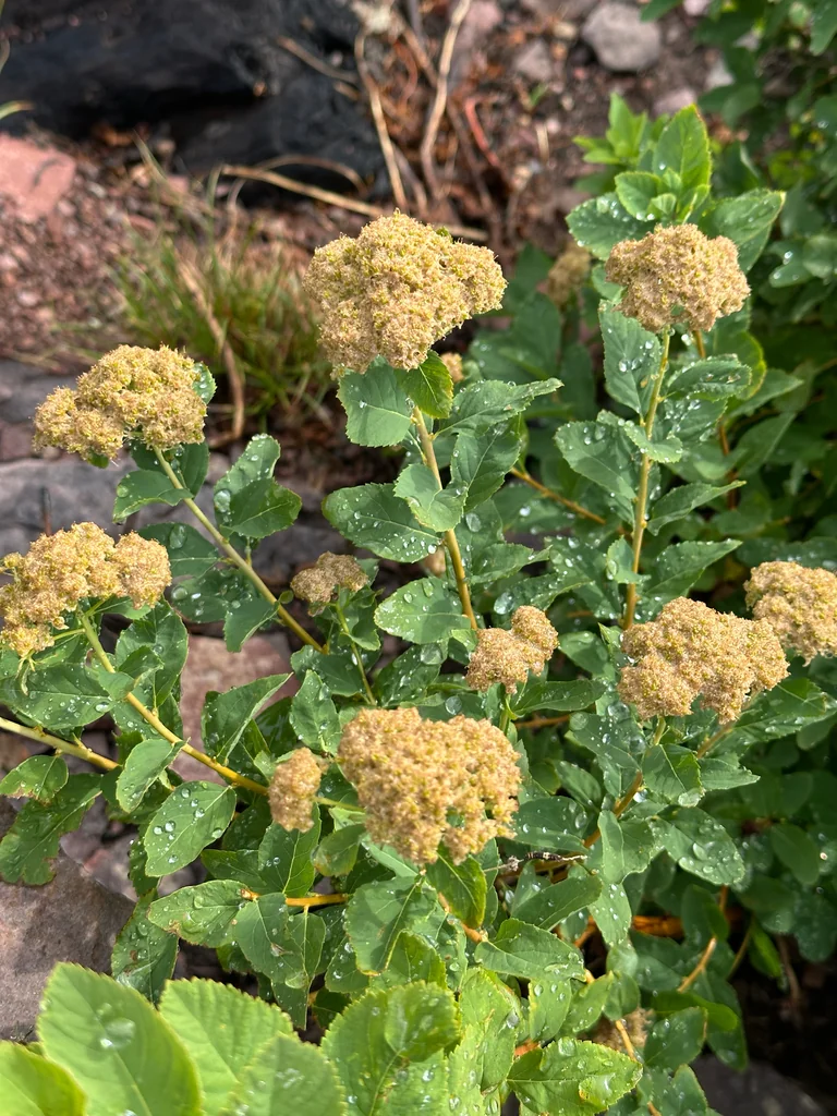Spiraea Betulifolia Var. Lucida