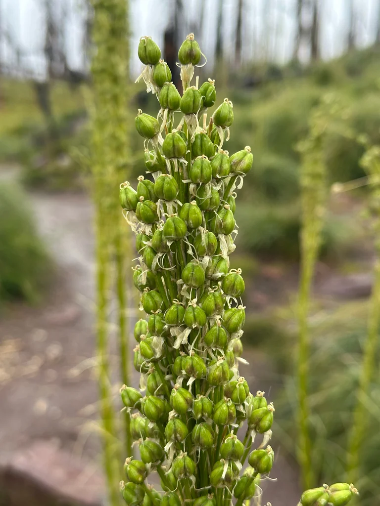 Xerophyllum Tenax