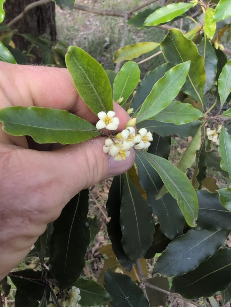 Pittosporum Undulatum