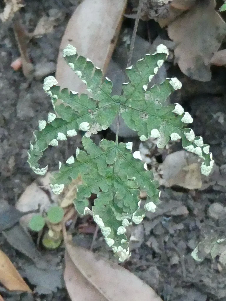 Pentagramma Triangularis