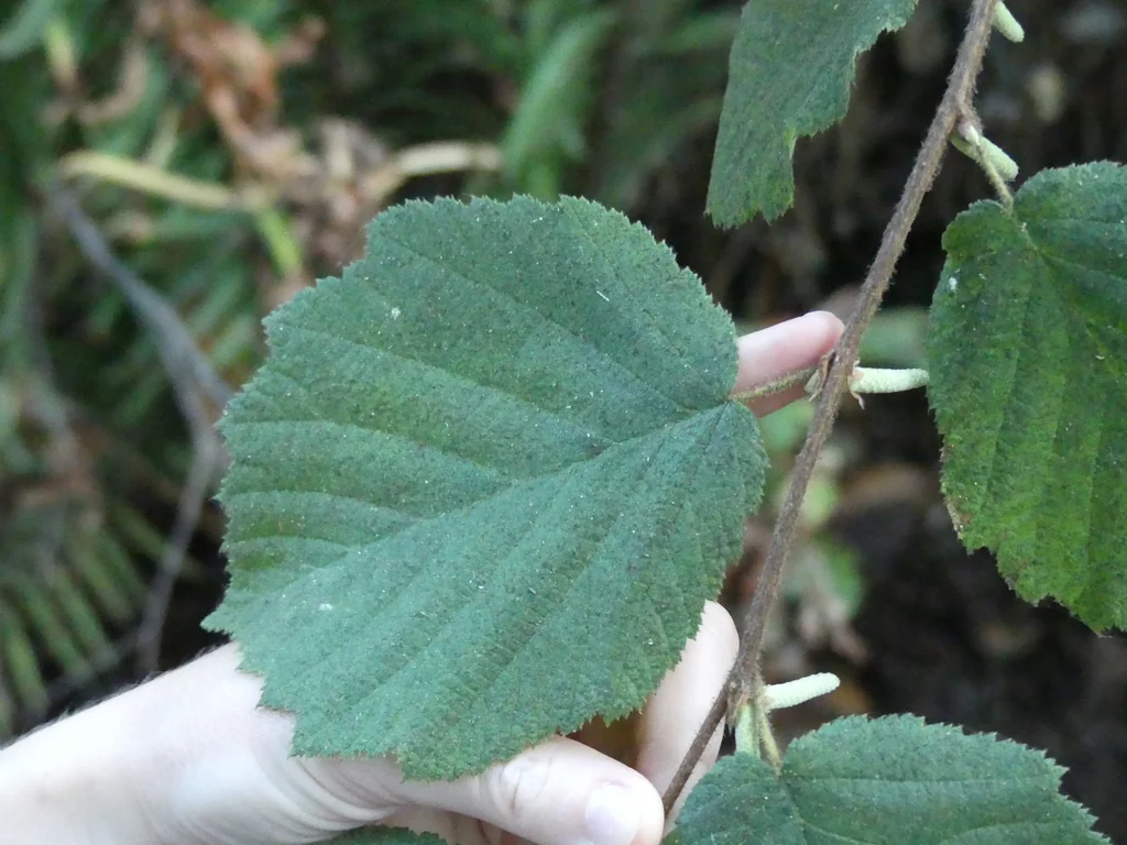 Corylus Cornuta
