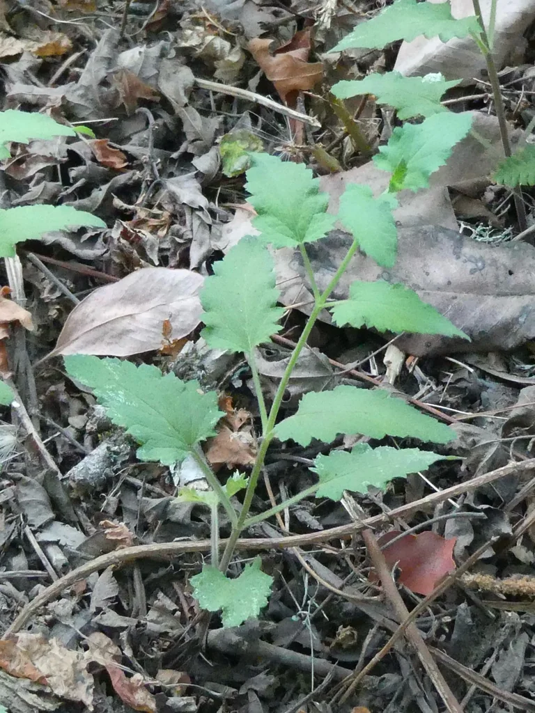 Scrophularia Californica