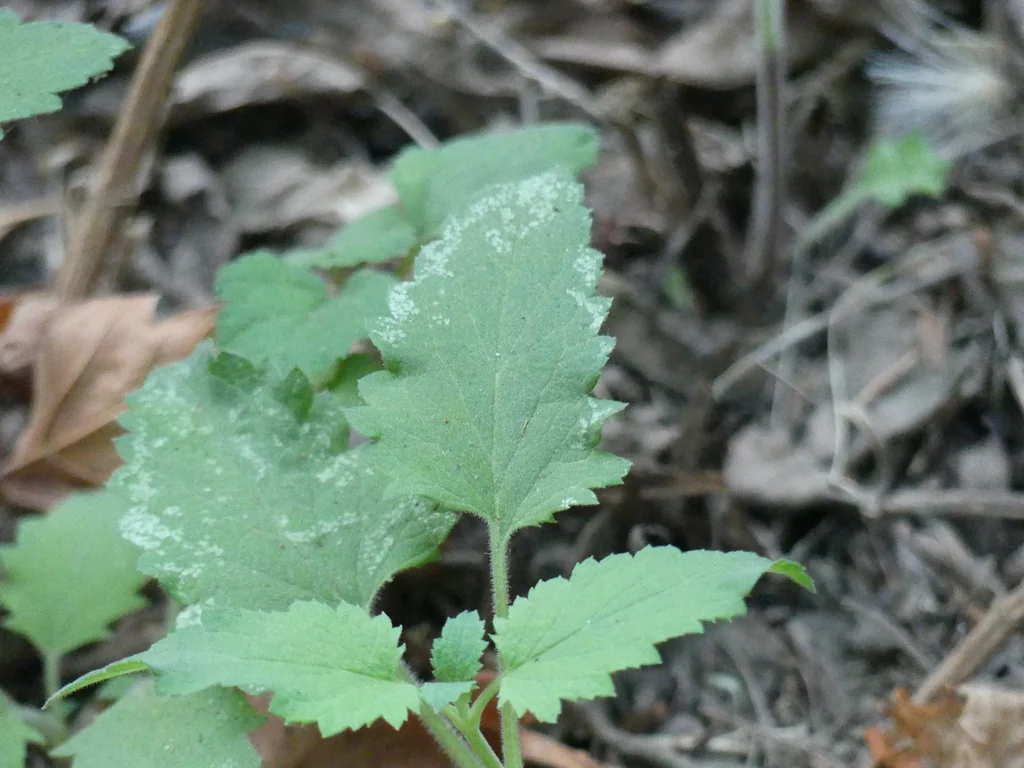 Scrophularia Californica